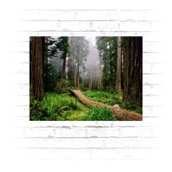 Forests Poster